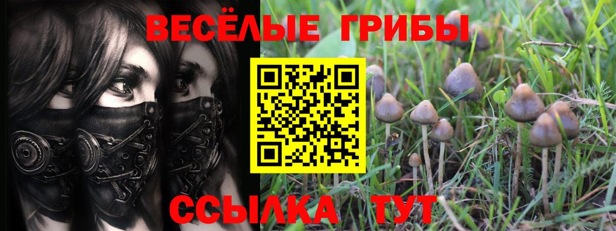 Галлюциногенные грибы Psilocybine cubensis  Галлюциногенные грибы MAGIC MUSHROOMS  Луга  Вход с VPN 